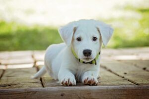 animaux domestiques